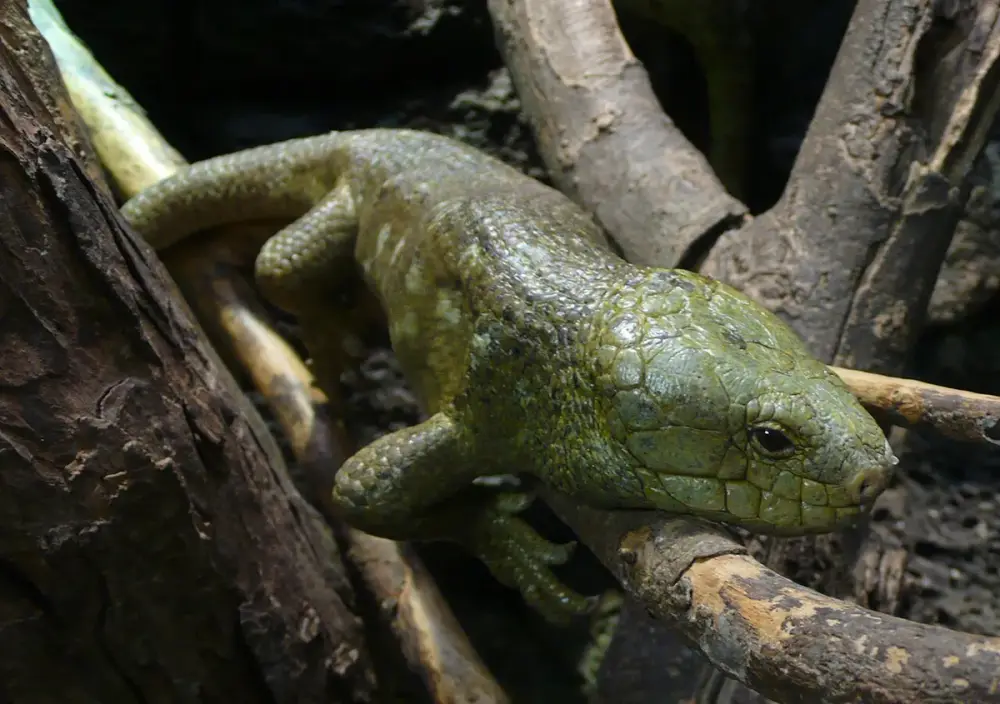 Prehensile-tailed Skink