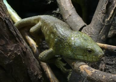 Prehensile-tailed Skink (Corucia zebrata)