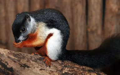 Prevost's Squirrel (Callosciurus prevostii)