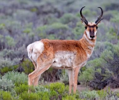 Pronghorn (Antilocapra americana)