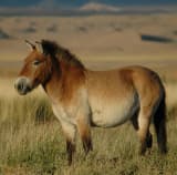 Przewalski's Horse (Equus przewalskii)