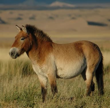 Przewalski's Horse (Equus przewalskii)