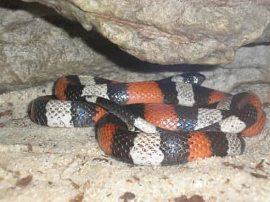 Pueblan Milk Snake (Lampropeltis triangulum campbelli)