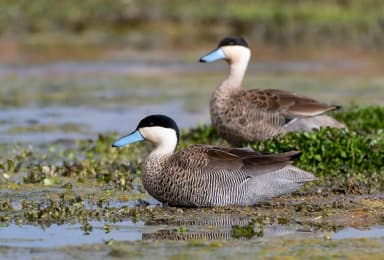 Puna Teal (Spatula puna)
