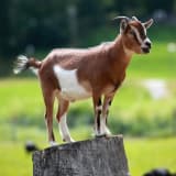 Pygmy Goat (Capra hircus)