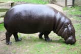 Pygmy Hippopotamus (Choeropsis liberiensis)