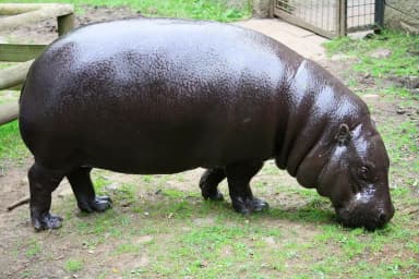 Pygmy Hippopotamus (Choeropsis liberiensis)