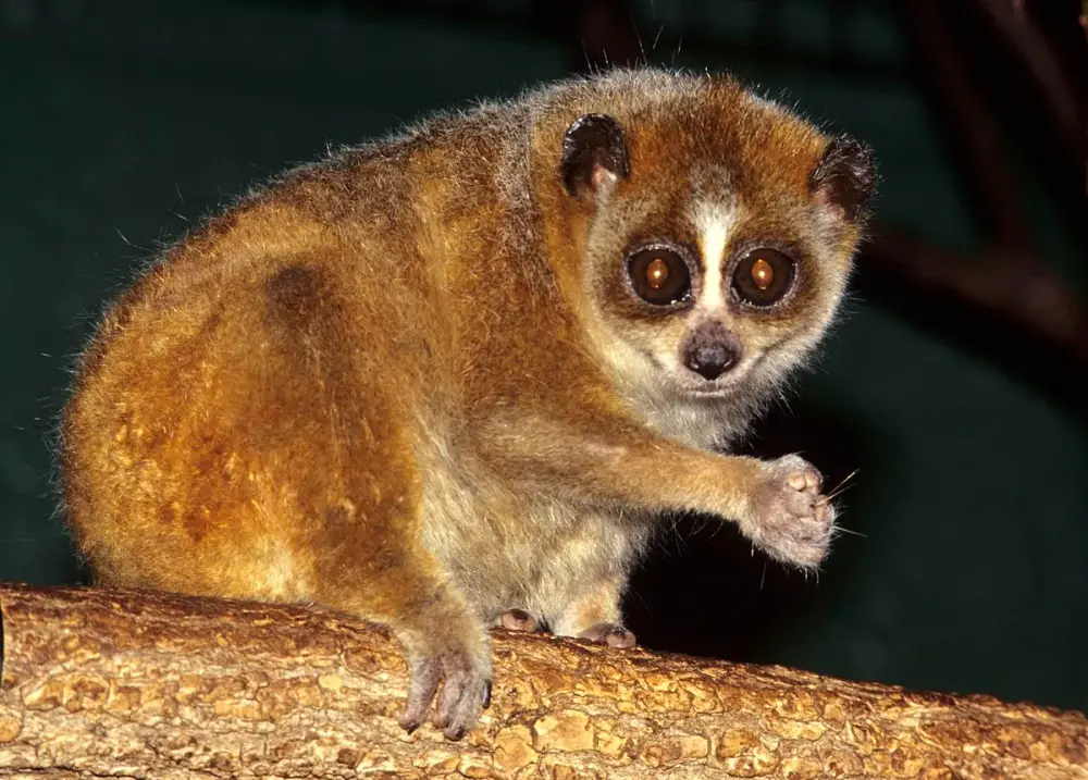 Pygmy Slow Loris
