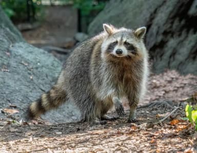 Raccoon (Procyon lotor)