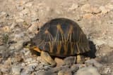 Radiated Tortoise (Astrochelys radiata)