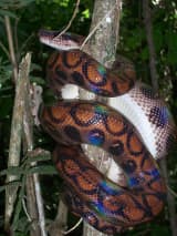 Rainbow Boa (Epicrates cenchria)