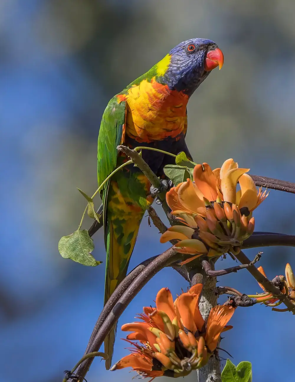 Rainbow Lorikeet (Trichoglossus moluccanus)