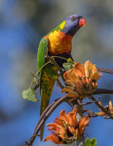 Rainbow Lorikeet (Trichoglossus moluccanus)