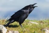 Common Raven (Corvus corax)