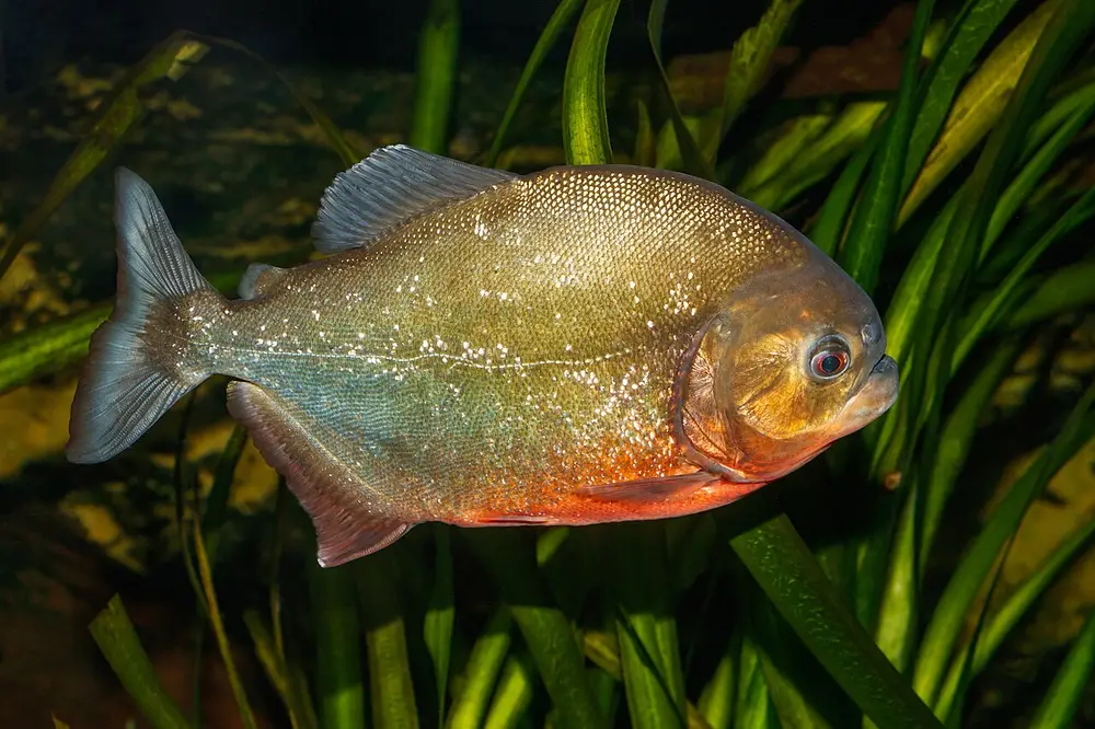 Red-bellied Piranha