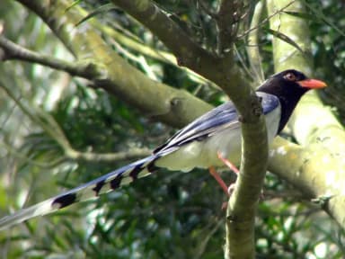 Red-billed Blue Magpie (Urocissa erythroryncha)