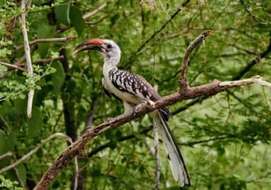 Red-billed Hornbill (Tockus erythrorhynchus)