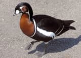 Red-breasted Goose (Branta ruficollis)