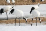 Red-crowned Crane (Grus japonensis)