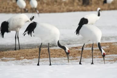 Red-crowned Crane (Grus japonensis)