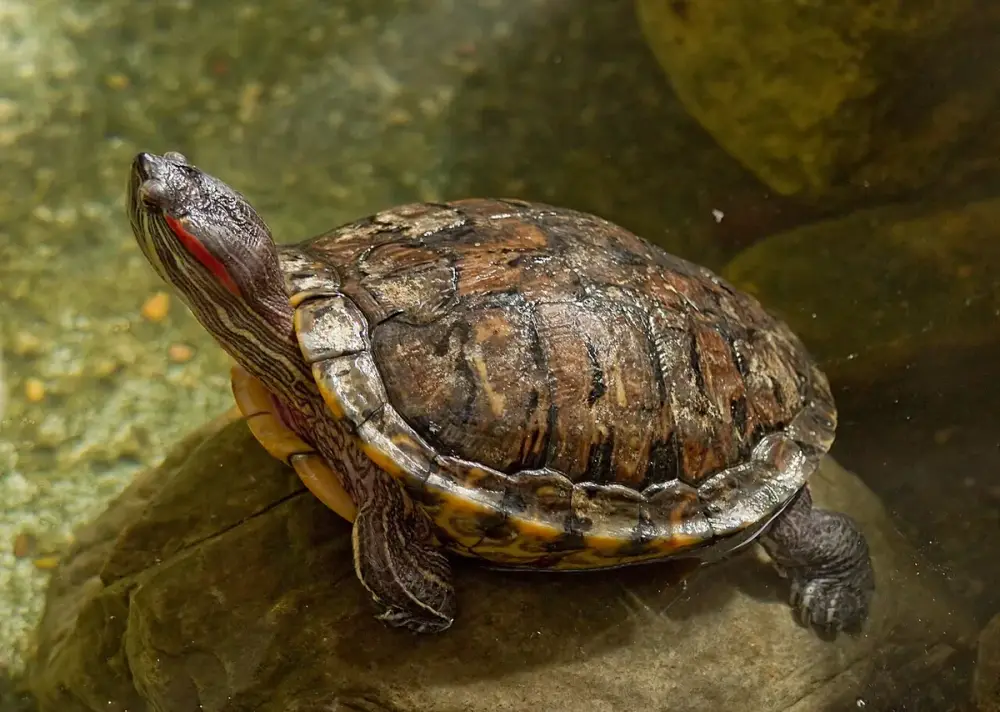Red-eared Slider (Trachemys scripta elegans)