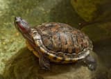 Red-eared Slider (Trachemys scripta elegans)