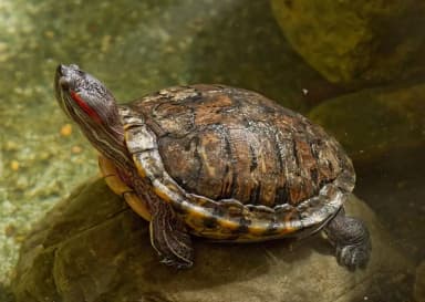 Red-eared Slider (Trachemys scripta elegans)
