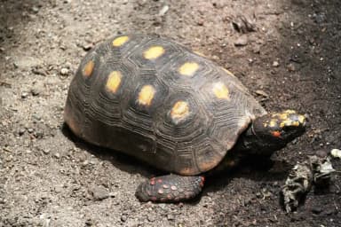 Red-footed Tortoise (Chelonoidis carbonarius)
