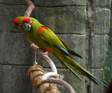 Red-fronted Macaw (Ara rubrogenys)