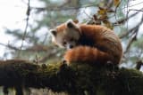 Red panda (Ailurus fulgens)