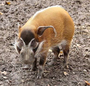 Red River Hog (Potamochoerus porcus)