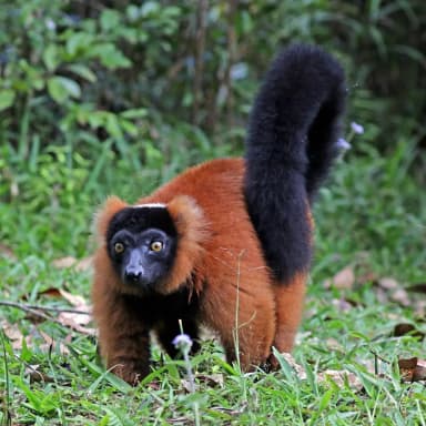 Red Ruffed Lemur (Varecia rubra)
