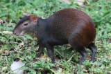 Red-rumped Agouti (Dasyprocta leporina)