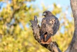 Red-tailed Hawk (Buteo jamaicensis)