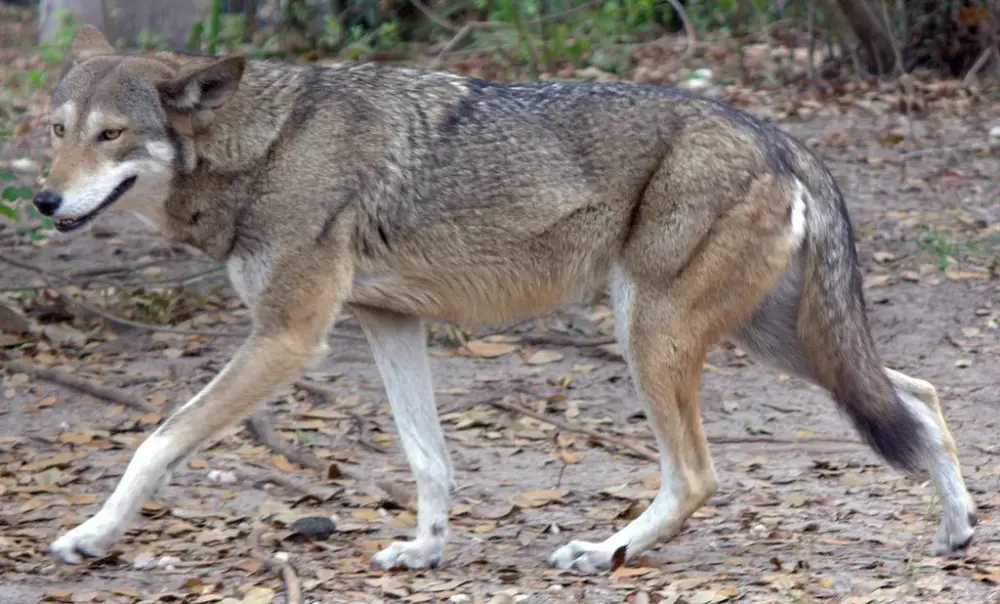 Red Wolf