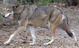 Red Wolf (Canis rufus)