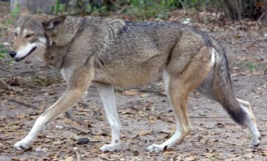 Red Wolf (Canis rufus)
