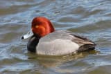 Redhead (Aythya americana)