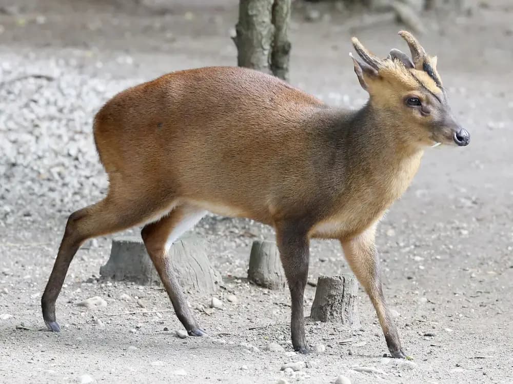 Reeve's Muntjac