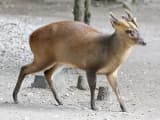 Reeve's Muntjac (Muntiacus reevesi)