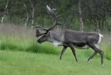 Reindeer (Rangifer tarandus)