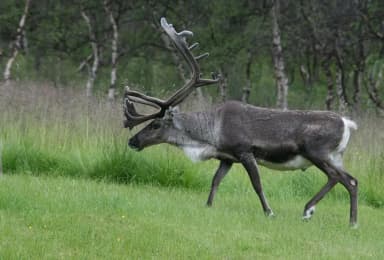 Reindeer (Rangifer tarandus)