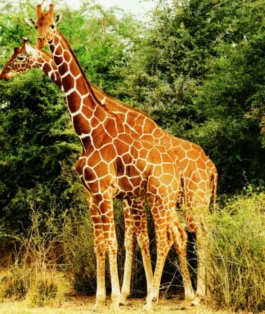 Reticulated giraffe (Giraffa reticulata)
