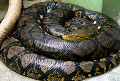 Reticulated Python (Malayopython reticulatus)