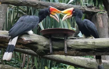 Rhinoceros Hornbill (Buceros rhinoceros)