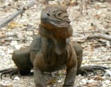 Rhinoceros Iguana (Cyclura cornuta)
