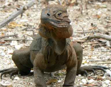 Rhinoceros Iguana (Cyclura cornuta)