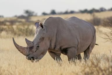 Rhinoceros (Rhinocerotidae)