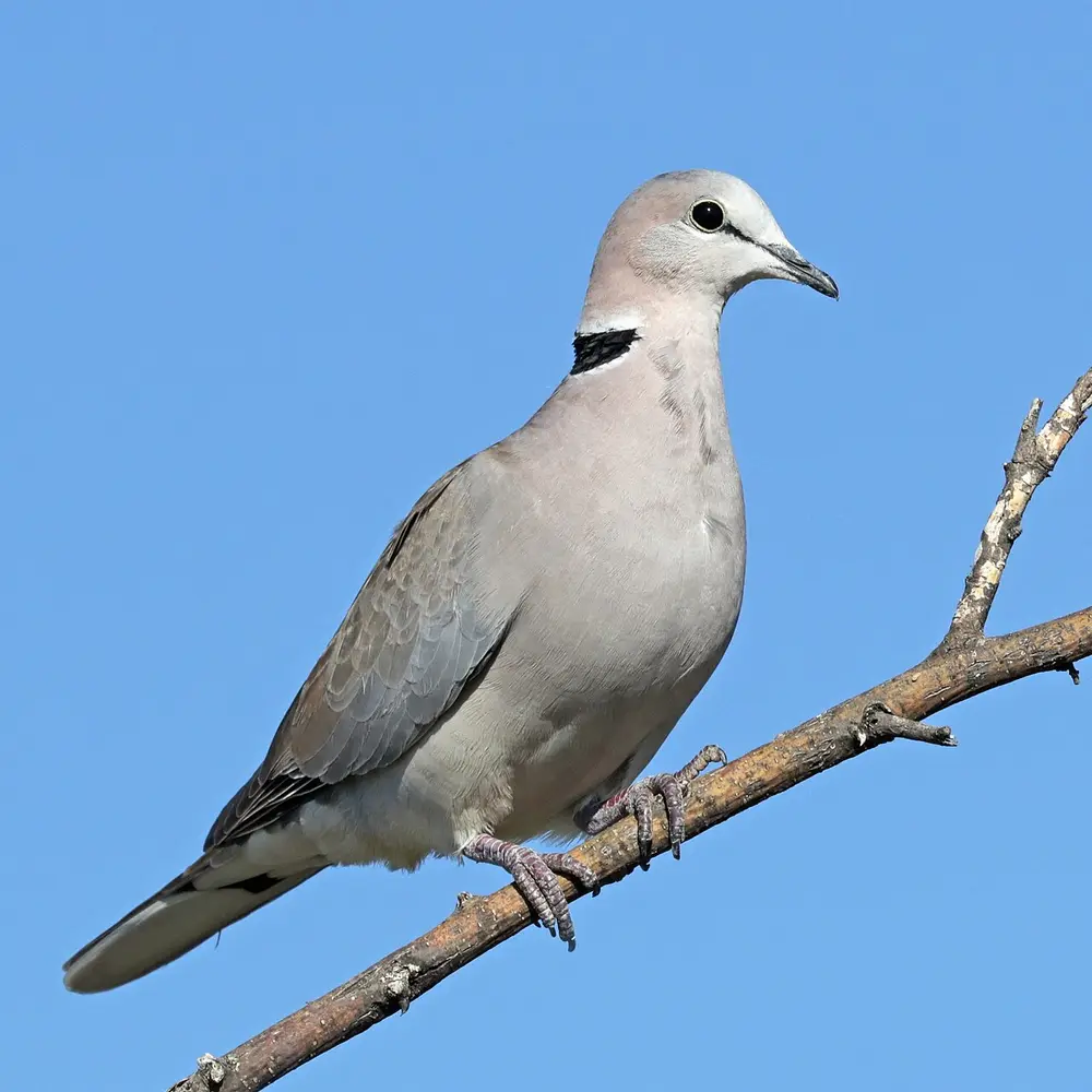 Ring-necked Dove