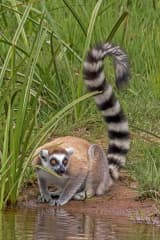 Ring-tailed Lemur (Lemur catta)
